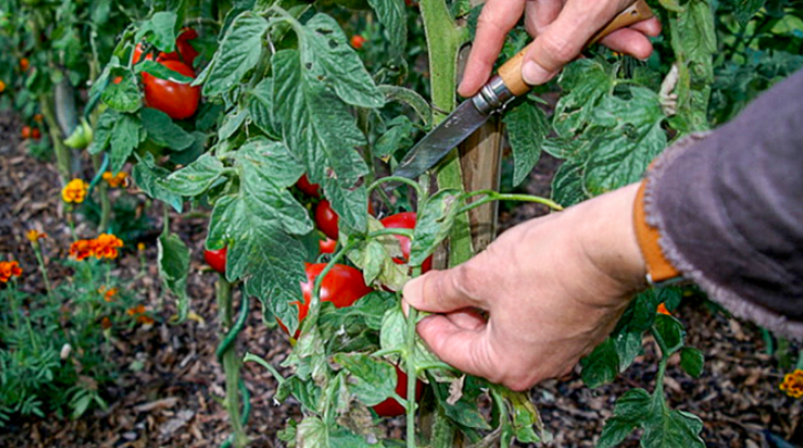 Entretien De La Tomate Fiche Gab R Seau Cocagne